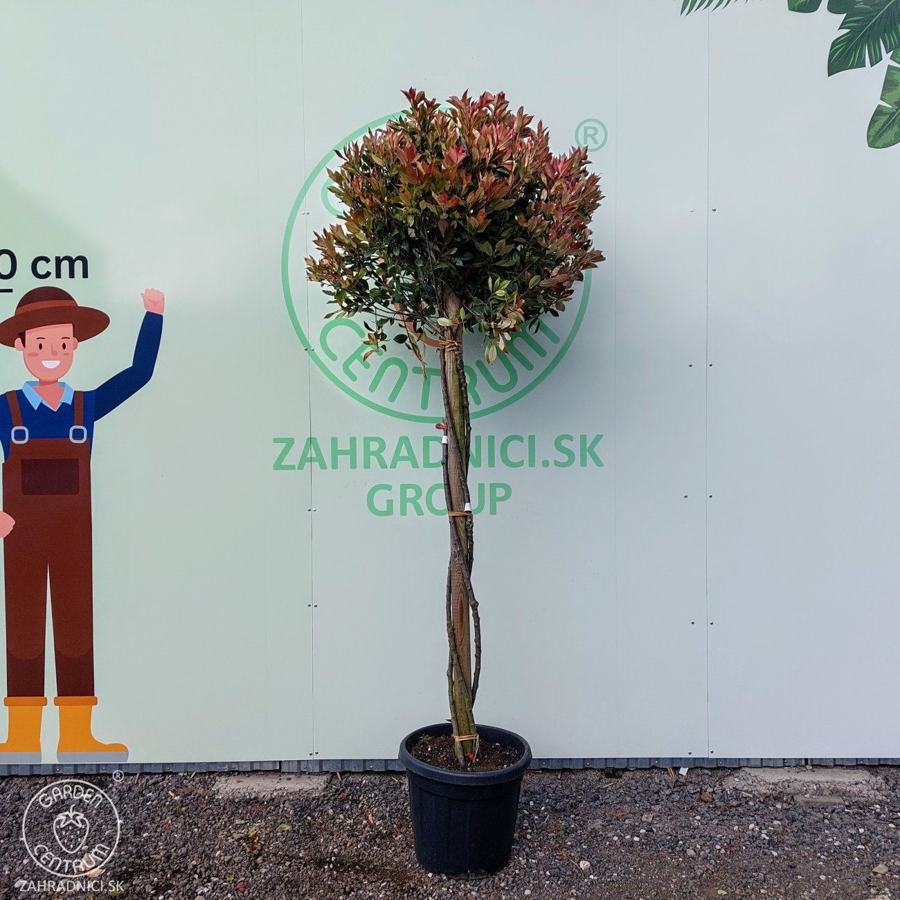 Obrázok Červienka Fraserova (Photinia × fraseri) ´COMPACTA´ - 200-220 cm, kont. C35L - VIACKMENNÝ, PLETENÝ KMEŇ